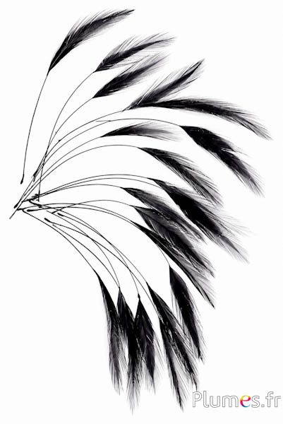Coq filant - 10-15 cm - noir